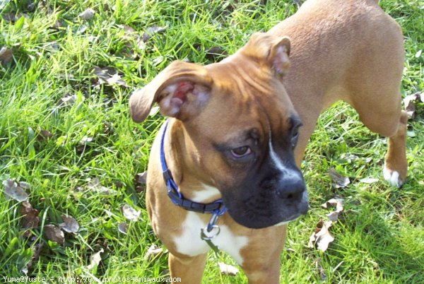 Photo de Boxer