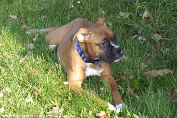 Photo de Boxer