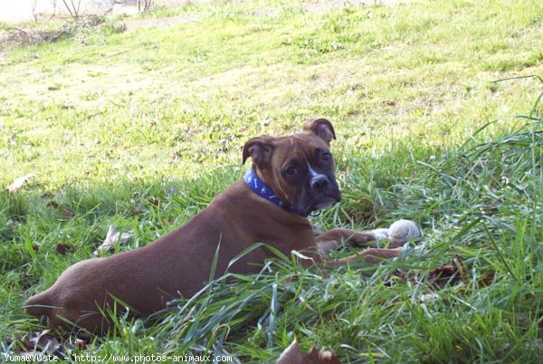 Photo de Boxer