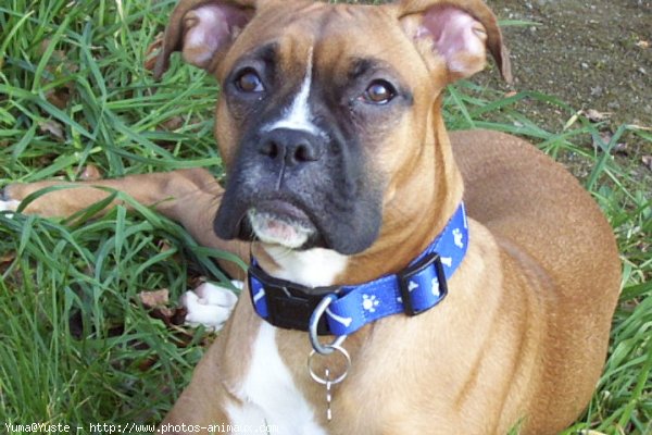 Photo de Boxer