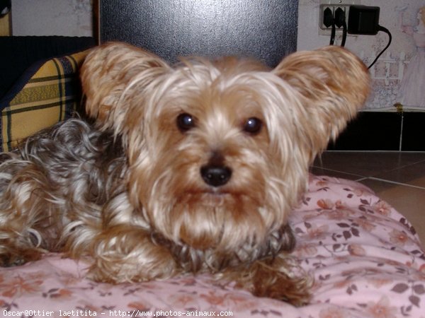 Photo de Yorkshire terrier