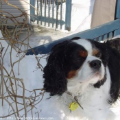 Photo de Cavalier king charles spaniel