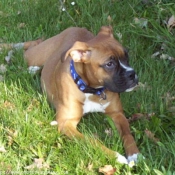 Photo de Boxer