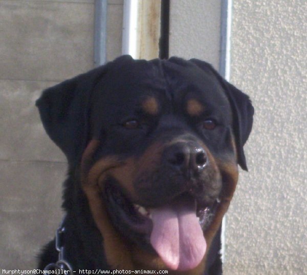 Photo de Rottweiler