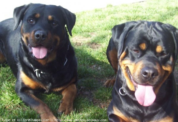 Photo de Rottweiler