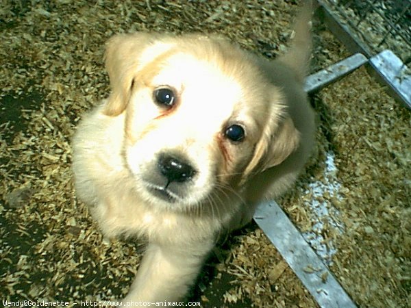 Photo de Golden retriever