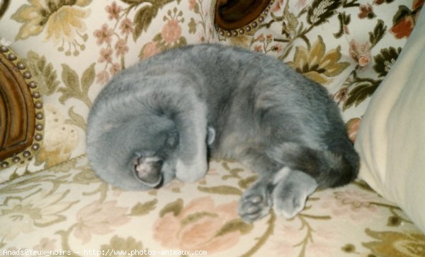 Photo de British shorthair