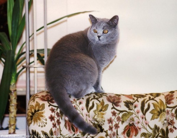 Photo de British shorthair