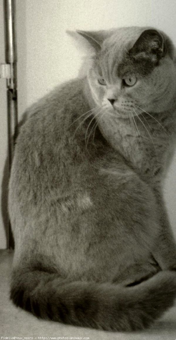 Photo de British shorthair