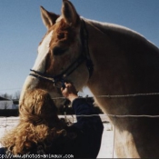 Photo de Percheron