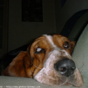 Photo de Basset hound