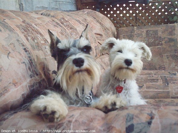 Photo de Schnauzer gant