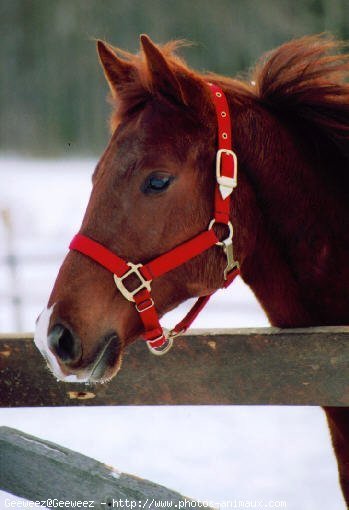 Photo de Quarter horse