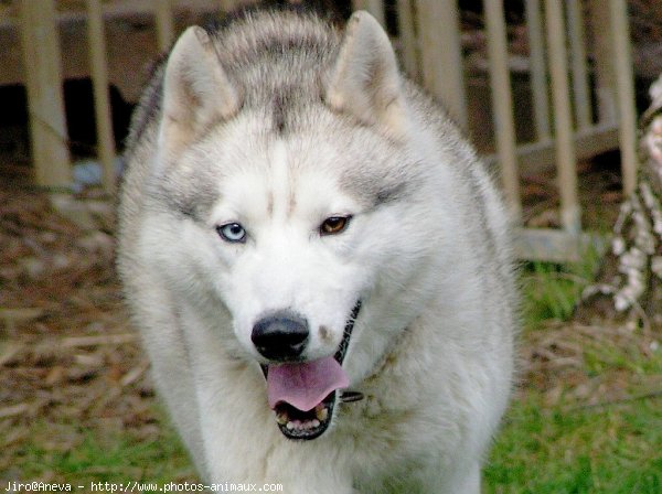 Photo de Husky siberien