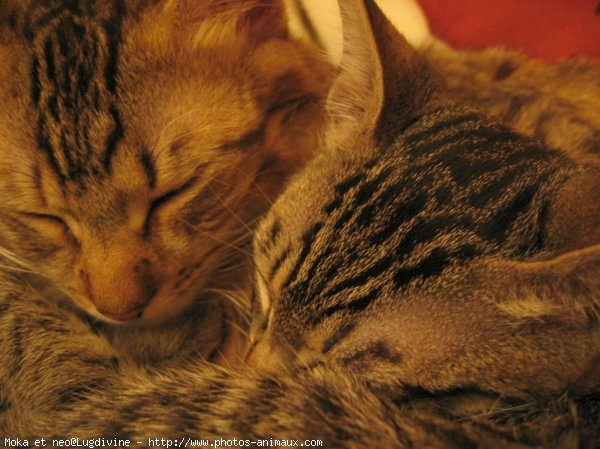 Photo de Chat domestique