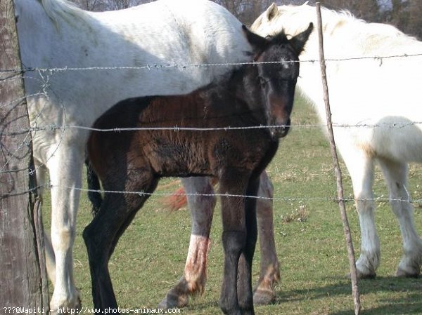 Photo de Camargue