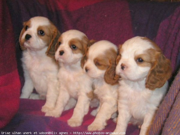 Photo de Cavalier king charles spaniel