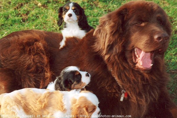 Photo de Races diffrentes