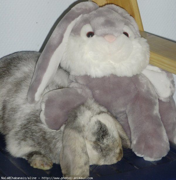 Photo de Lapin