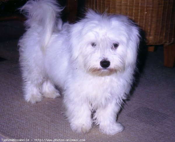 Photo de Coton de tulear