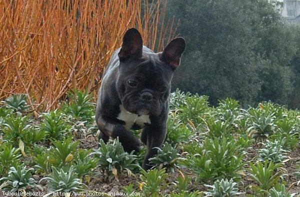 Photo de Bouledogue franais