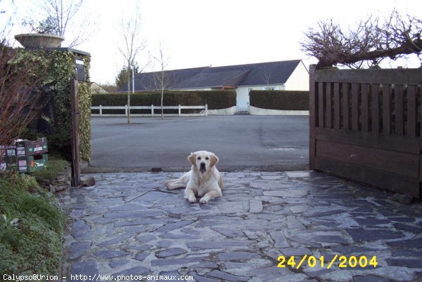 Photo de Golden retriever