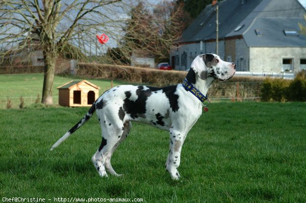 Photo de Dogue allemand