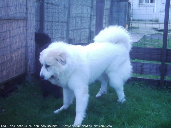 Photo de Chien de montagne des pyrnes