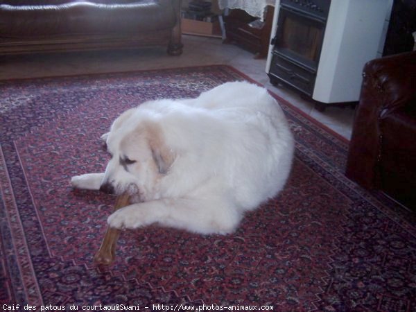 Photo de Chien de montagne des pyrnes