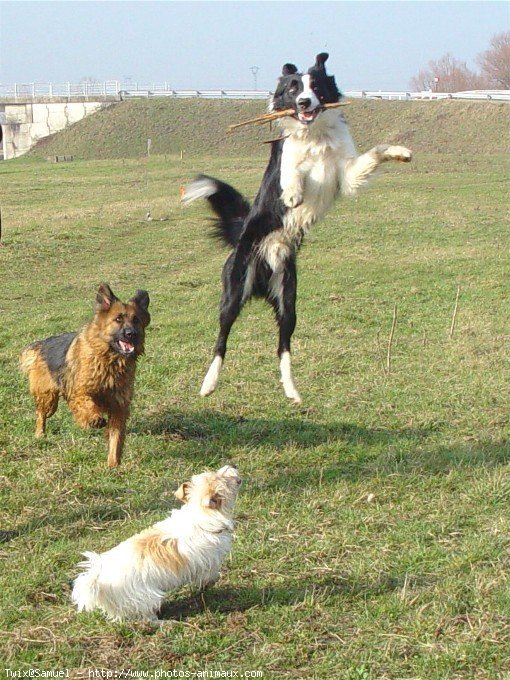 Photo de Border collie