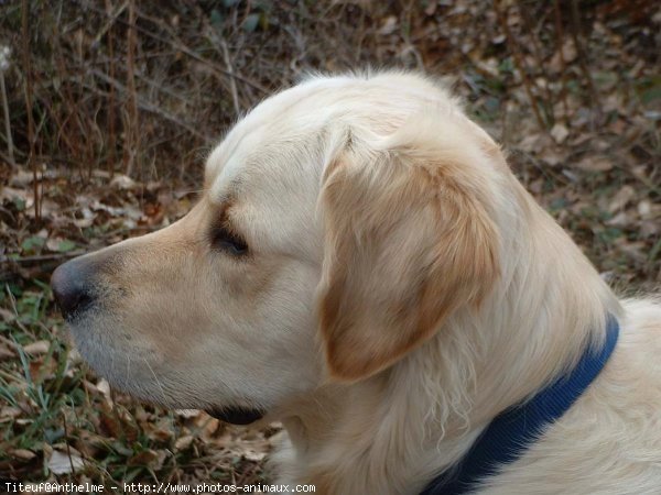 Photo de Golden retriever