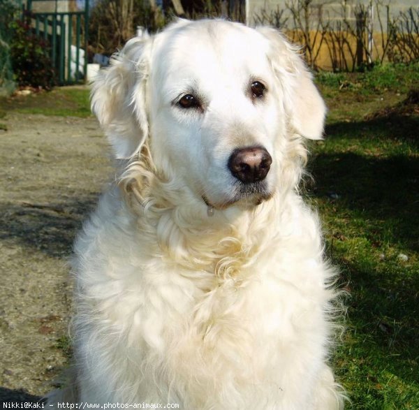 Photo de Golden retriever