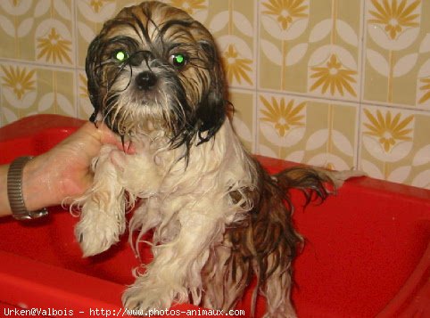 Photo de Shih tzu