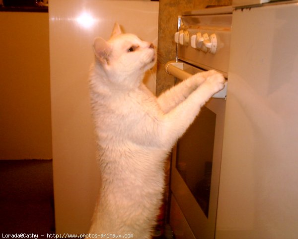 Photo de Chat domestique