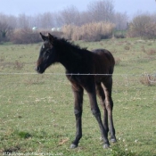 Photo de Camargue