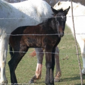 Photo de Camargue