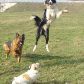 Photo de Border collie