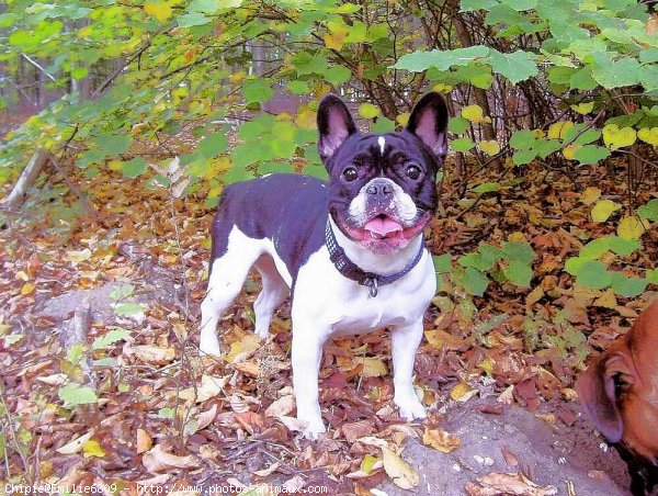 Photo de Bouledogue franais