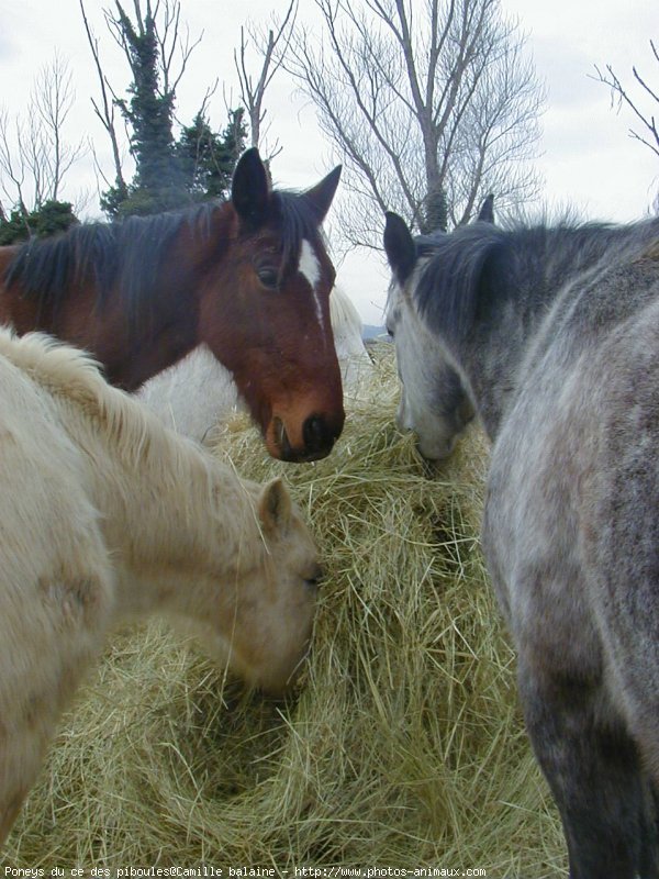 Photo de Races diffrentes