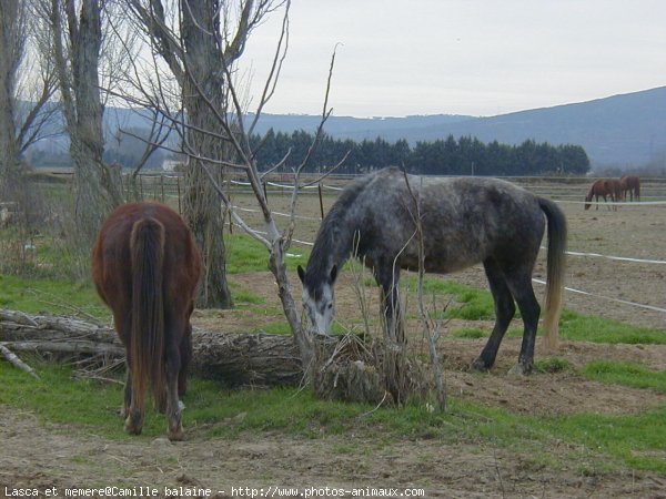 Photo de Races diffrentes