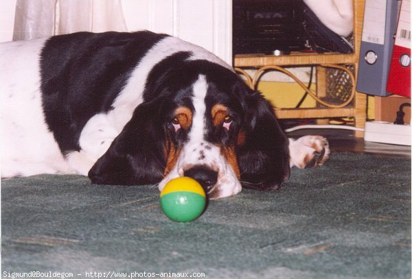 Photo de Basset hound