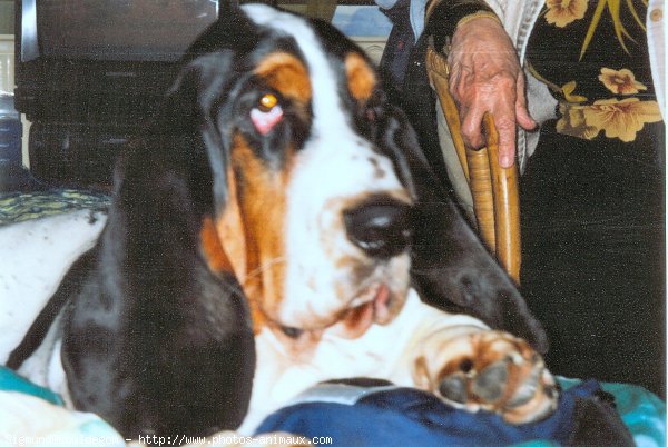 Photo de Basset hound