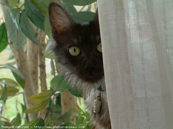 Photo d'Angora turc