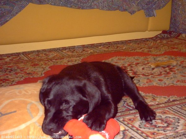 Photo de Labrador retriever