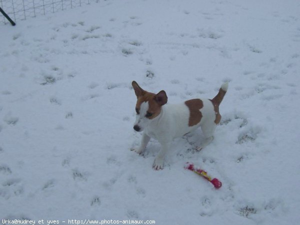 Photo de Jack russell terrier