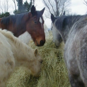 Photo de Races diffrentes