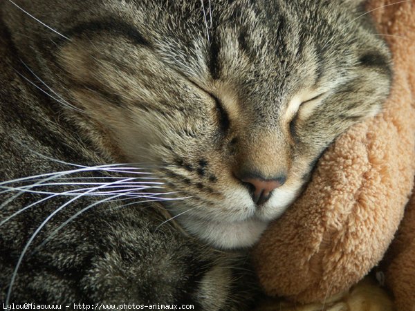 Photo de Chat domestique