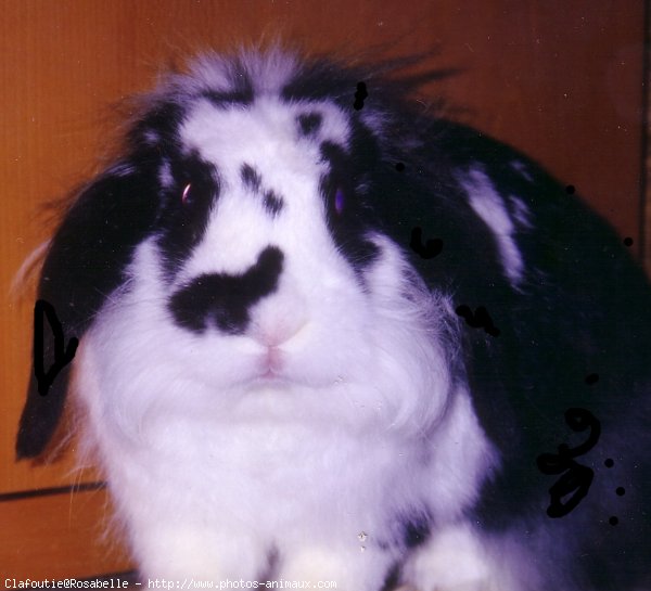 Photo de Lapin