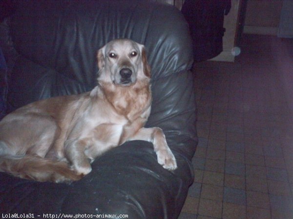 Photo de Golden retriever