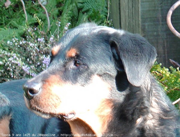 Photo de Rottweiler